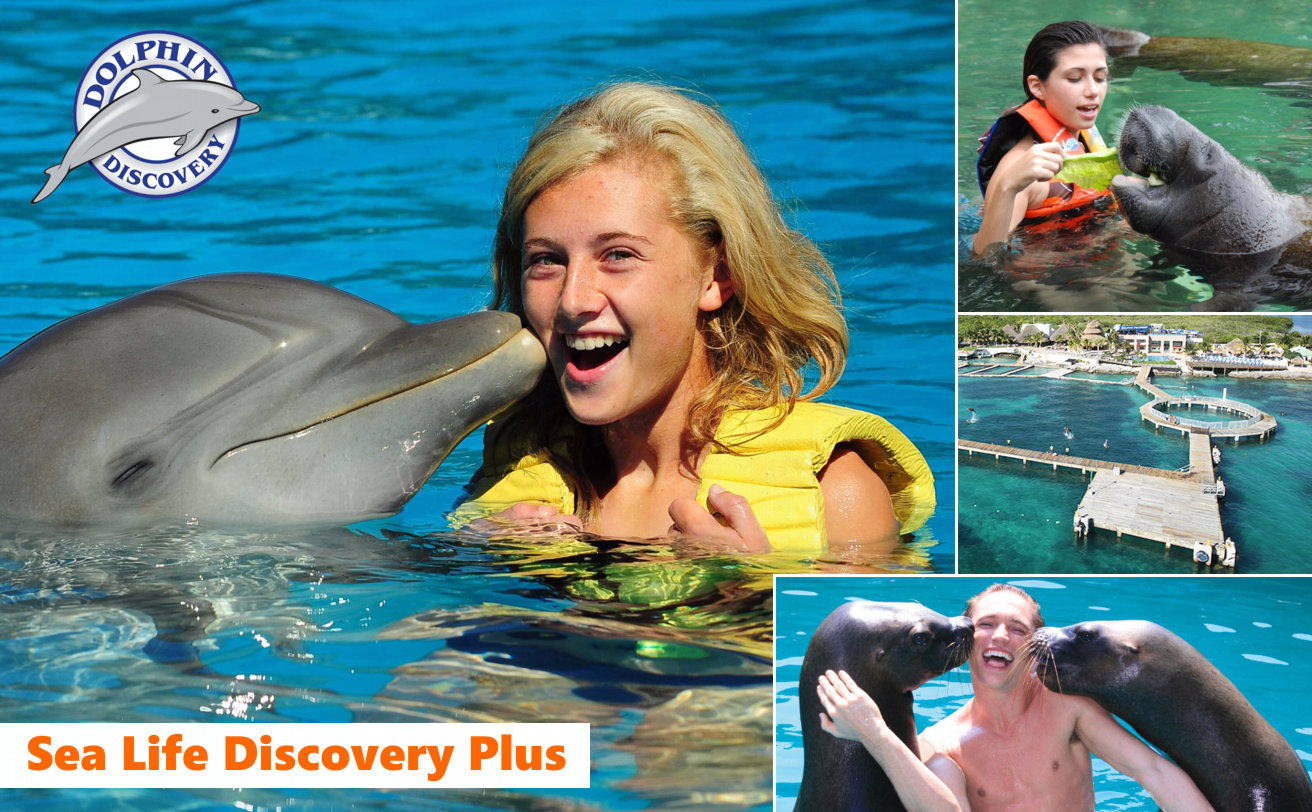 Delfines Sea Life Discovery Plus desde Cancún ✔