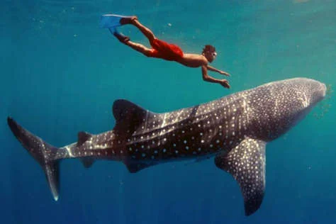 Snorkel y avistamiento con el Tiburón Ballena