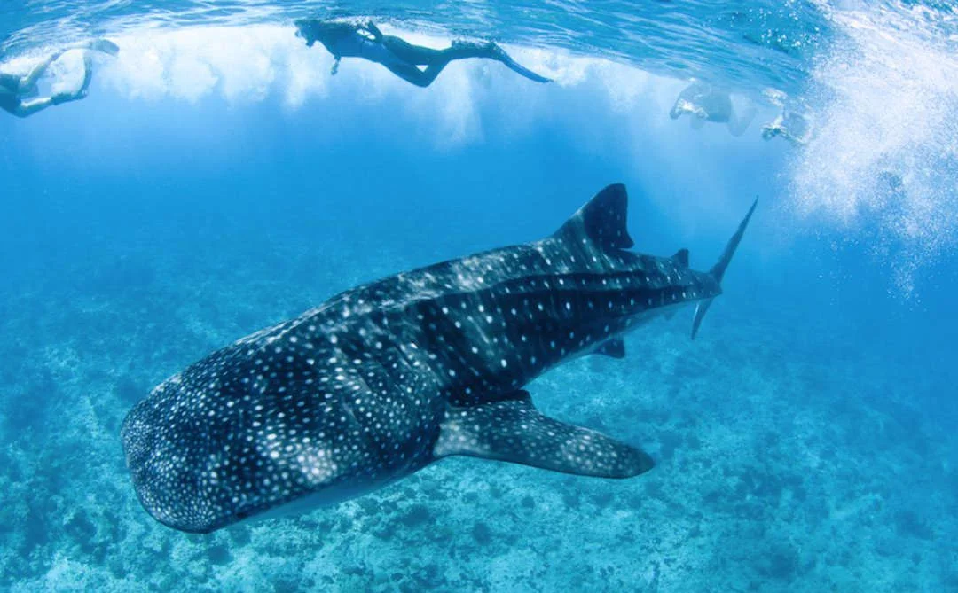 Turista haciendo snorkel con el tiburón ballena 2026 reservado con Vive Cancún