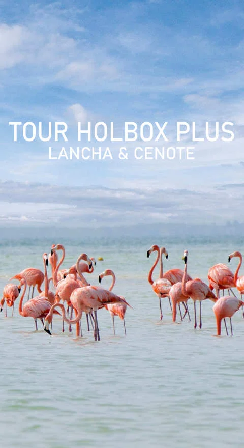 Tour recomendados si esta nublado en Cancún: Holbox plus