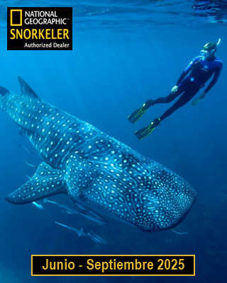 2025 tiburón ballena desde la riviera maya, tour todo incluido