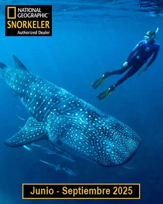tiburón ballena desde la riviera maya, tour todo incluido 2027