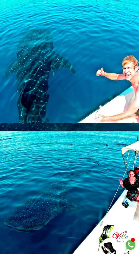 tour tiburón ballena desde cancún 2025, precio incluye transporte, embarcación, nado, equipo, comida y bebidas