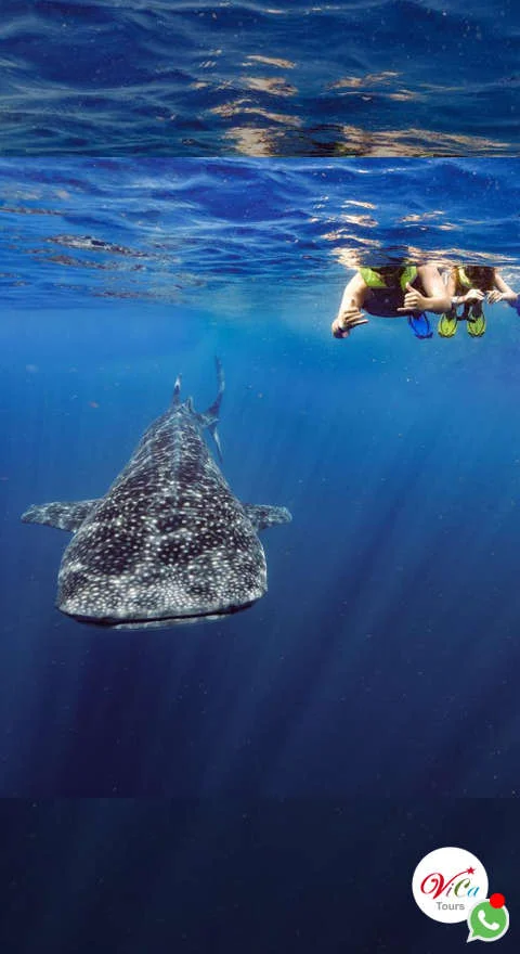 tour económico tiburón ballena en cancún, salidas todos los días, incluye 2 a 3 nados con el tiburon en habitat natural