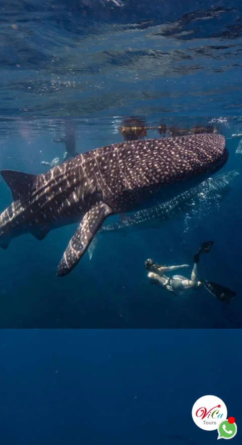 el precio del tour tiburón ballena desde cancún incluye todo lo necesario para disfrutar una experiencia incomparable