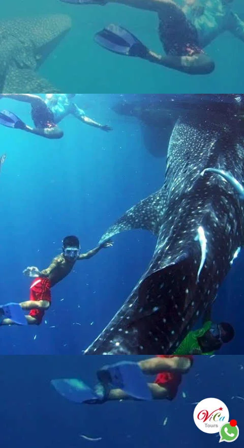 excursión tiburón ballena 2025 desde cancún, precio económico todo incluido, transporte desde su hotel a la marina