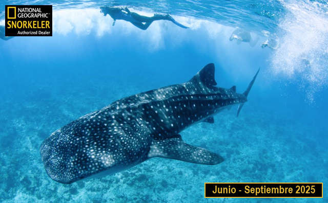 tiburón ballena desde la riviera maya, tour todo incluido 2030