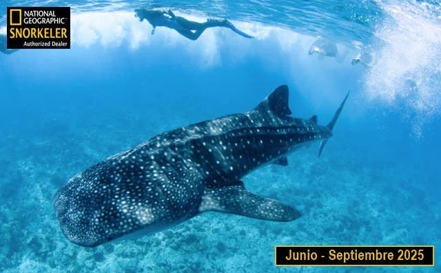 tiburón ballena desde la riviera maya, tour todo incluido 2026