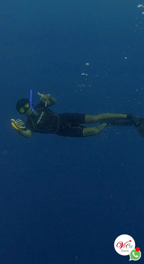 nade junto al tiburón ballena, el paz más grande de los oceanos, inofensivo para el ser humano, snorkel todos los días