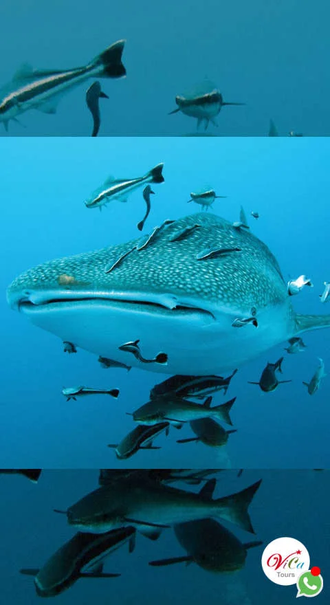 la temporada del tiburón ballena en cancún es de junio a septiembre 2025, cupo limitado todos los días, reserve hoy