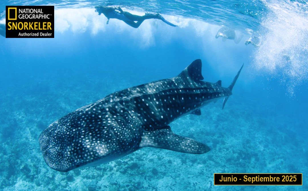 temporada junio a septiembre 2025 tiburon ballena en cancún