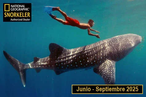 Nado con Tiburón Ballena en Cancún, aventura extrema en altamar, snorkel y avistamiento