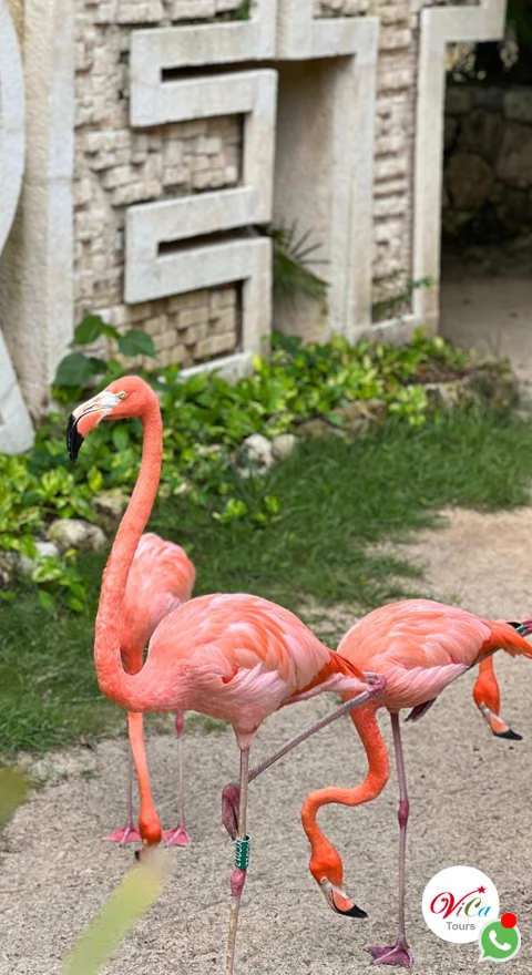 Paquete todo incluido Xcaret Cancún