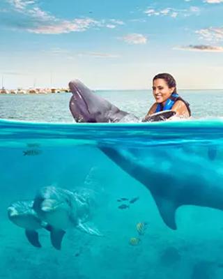 2024 Nado con Delfines barato en Cancún Isla Mujeres