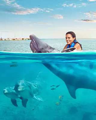 2024 Experiencia con Delfines Cancun, cuanto cuesta nadar