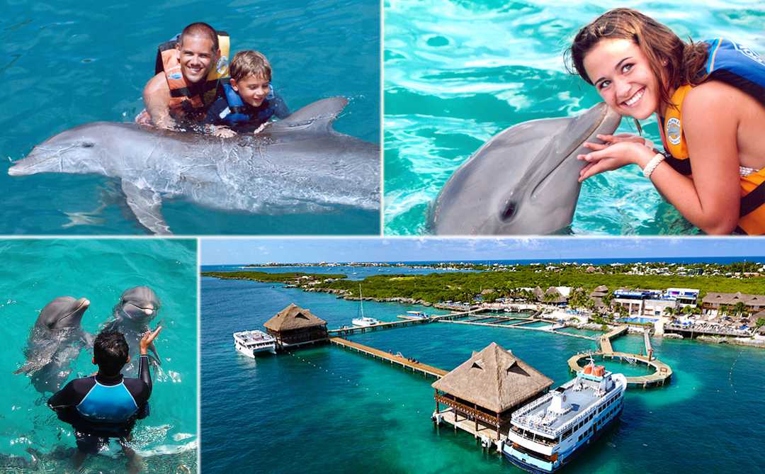Encuentro con Delfines en Isla Mujeres, traslado desde Cancún