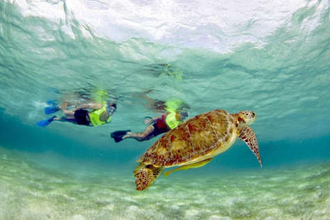 2025 Nado con Tortugas en Akumal desde Cancun